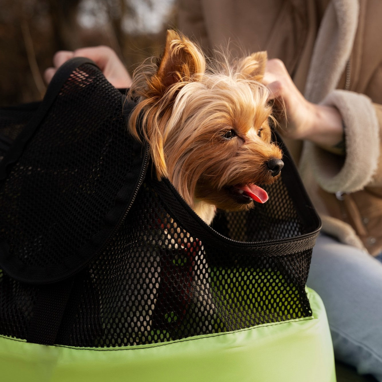 Pet Adventures